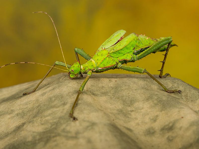 A strange looking green insect beastie